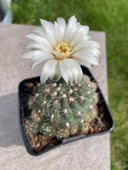Gymnocalycium stellatum v. flavispinum